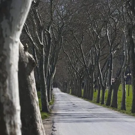 El Gallaret Del Pla *
